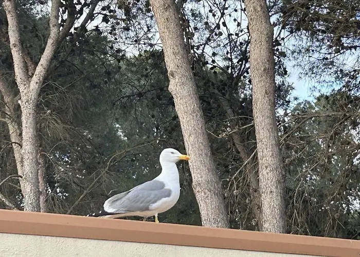 Charmante Climatisée Avec Piscine, Parking Privé Et Proche Plage, Idéale Pour Au Calme - Fr-1-607-158 Appartement Agde