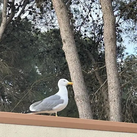 Charmante Climatisee Avec Piscine Et Parking Au Calme - Fr-1-607-158 公寓 阿格德